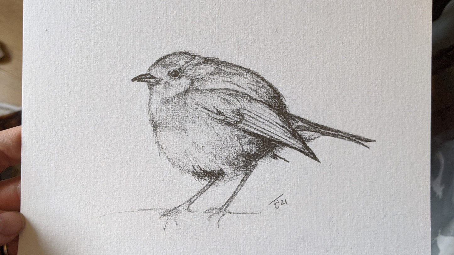 Pencil Drawing - Robin