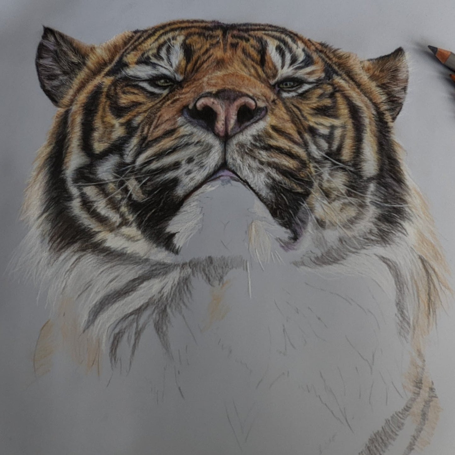 "Joao" Watercolour Print