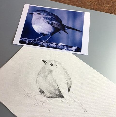 Pencil Drawing - Robin