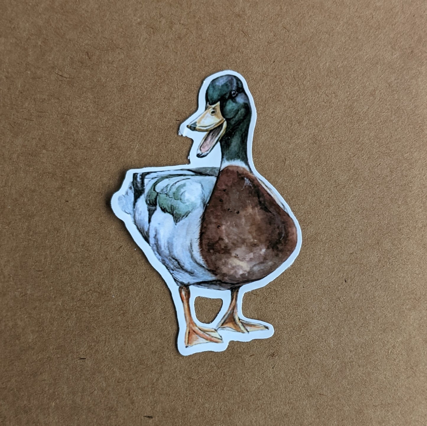 Male Mallard Duck Sticker "The Duke"