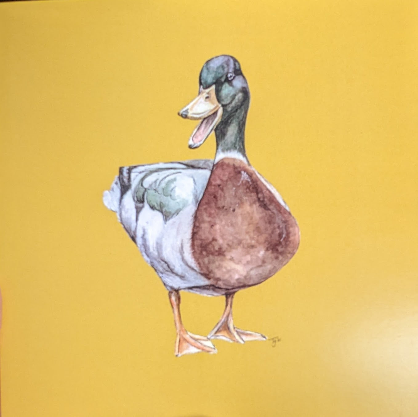 "The Duke" Mallard Duck Blank Greetings Card